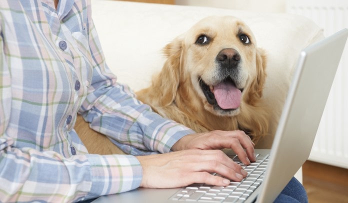 understanding how pet insurance works